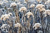 Frost covered herbaceous perennials