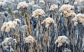 Frost covered herbaceous perennials