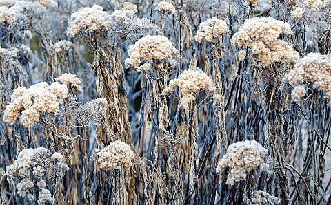 Frost_covered_herbaceous_perennials