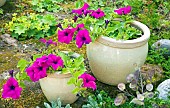 Magenta pink trailing Surfinia in cream ceramic pots