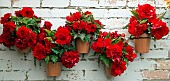 Bright red Begonias in pots on wall