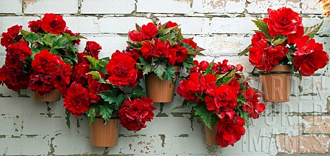Bright_red_Begonias_in_pots_on_wall