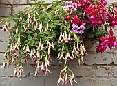 Wall basket with trailing Fuchsia