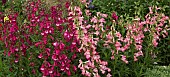 Penstemon Maurice Gibb,  Penstemon Evelyn