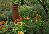 Topiary box balls, chimney pot and Nasturtiums