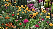 Garden containing double Marigolds, Busy Lizzie in summer