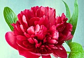 Peony Paeonia Double Red