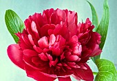 Peony Paeonia Double Red