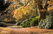 Autumn landscape