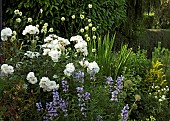 Rosa Rose Korbin ICEBERG floribunda mixed border