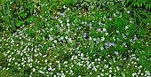 Border of Hardy Geraniums in blue and white