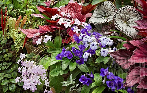 Eclectic_mix_of_tender_loving_plants