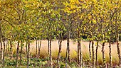 Betula nigra black birch river birch