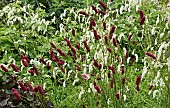 Persicaria bistorta