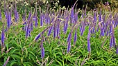 Veronicastrum virginicum Fascination