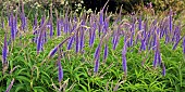 Veronicastrum virginicum Fascination