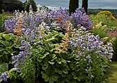 Campanula lactiflora Prichards Variety, Rodgersia Pinnata Maurice Mason