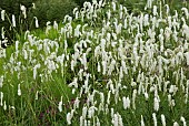 Lysimachia clethroides