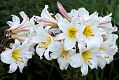 Lilium regale, Regal Lily