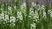 Epilobium angustifolium Album