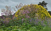 Thalictrum delavayi Hewitts Double