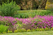 Hardy Geranium Patricia Cransbill Magenta Pink