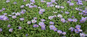 Michaelmas Daisy Aster novi belgii