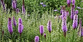 Liatris spicata Kobold