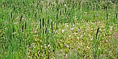 Bullrush and Wildflowers