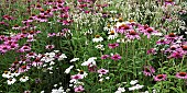 Echinacea purpurea Pink Parasol, Coneflower