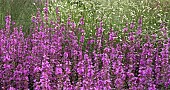 Lythrum virgatum Dropmore Purple