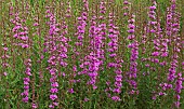 Lythrum salicaria Purple Losestrife