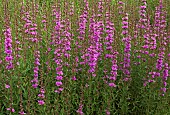 Lythrum salicaria Purple Losestrife