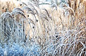 Winter frost covers ornamental grasses