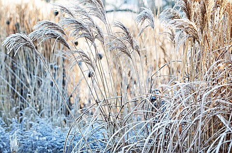 Winter_frost_covers_ornamental_grasses