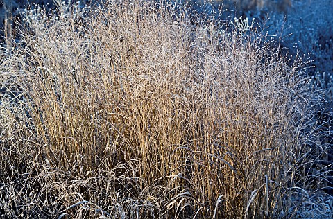 Ornamental_perennial_grass_frosted_in_Winter