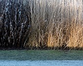 Frost covered borders of died back foliage