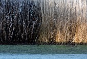 Frost covered borders of died back foliage