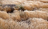 Frosted swathes of golden grasses