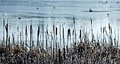 Bull rushes on edge of lake