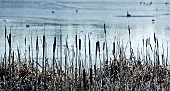 Bull rushes on edge of lake