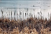 Bull rushes on edge of lake i