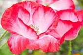 Papaver rhoeas Corn poppy, Feild poppy, Flanders poppy