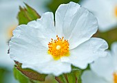 Potentilla fruticosa Farrers White