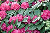 Rhododendron deep pink flowerheads