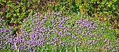 Aubretia pale lilac/blue under hedgerow