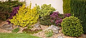 Border of mixed shrubs and heathers planted in gravel