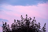 Twighlight showing silhouettes of nature backlit by a by a disappearing summer sun