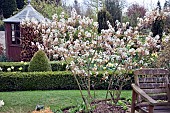 Amelanchier lamarckii small deciduous tree