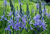 Camassia Blue Melody